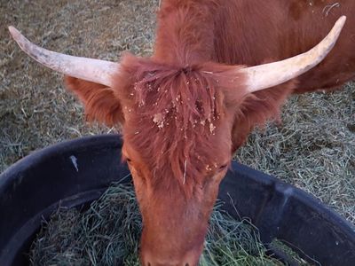 Highland mini heifer