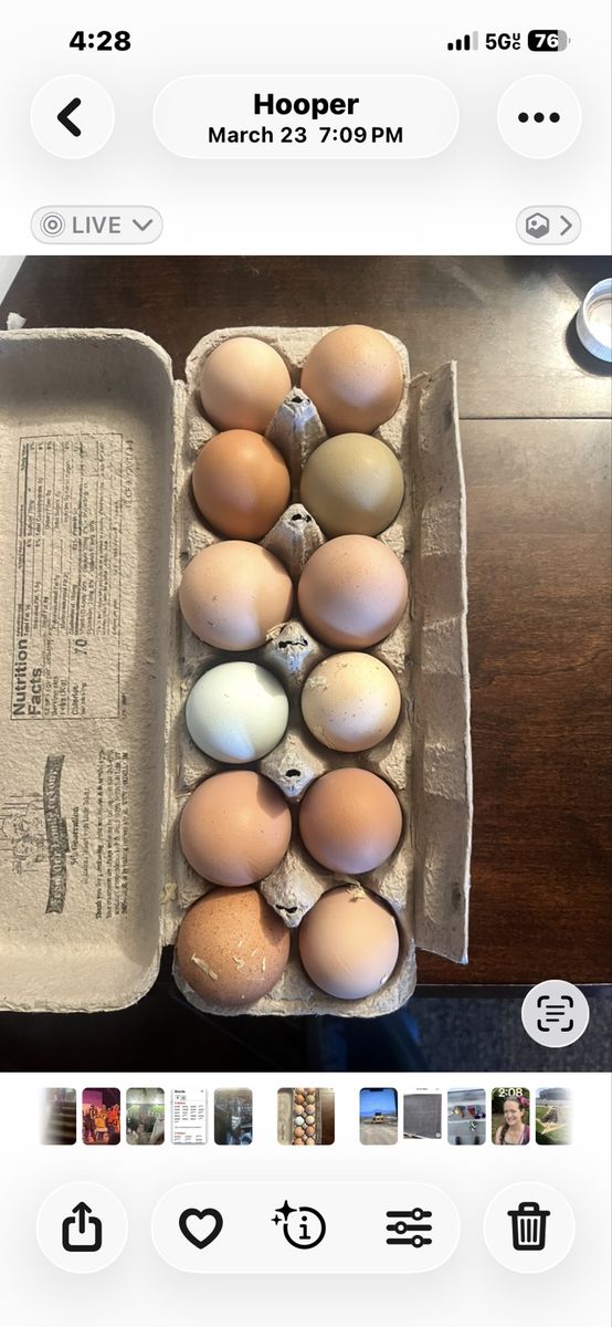 Fresh eggs
