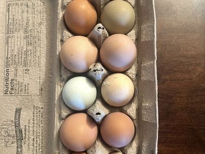 Fresh eggs