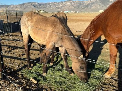 Papered filly