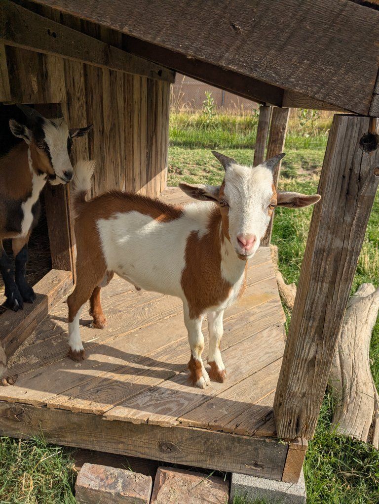 Young Nigerian Dwarf Bucks