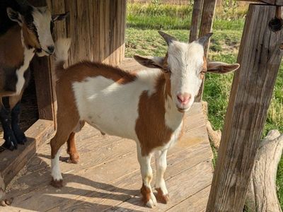 Young Nigerian Dwarf Bucks