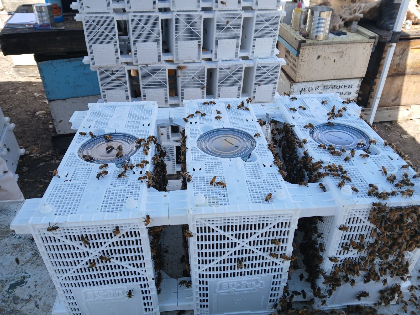 honey bees 3 lbs packages and 5 deep frame nucs