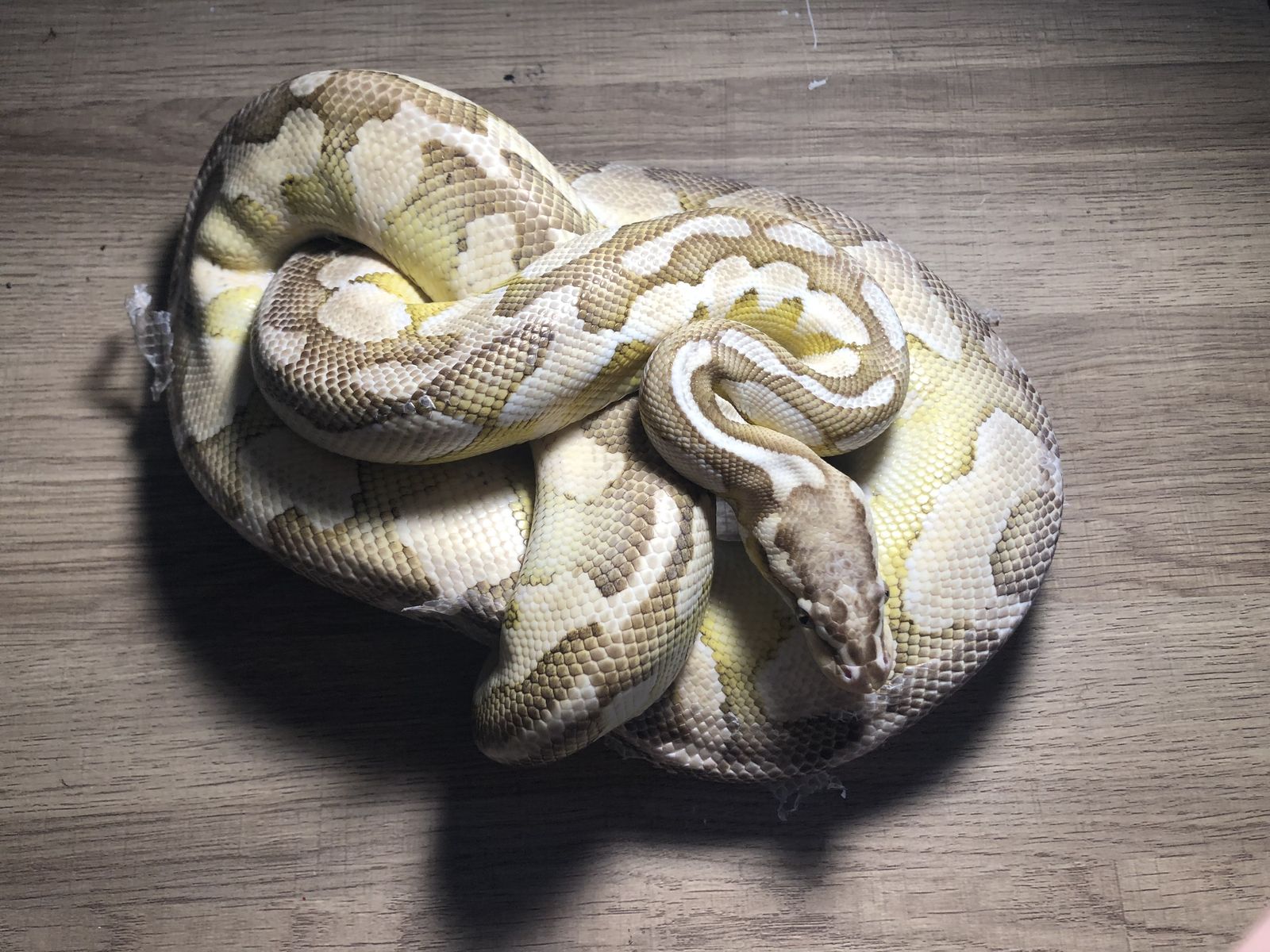 Butter lesser ball python (rare)