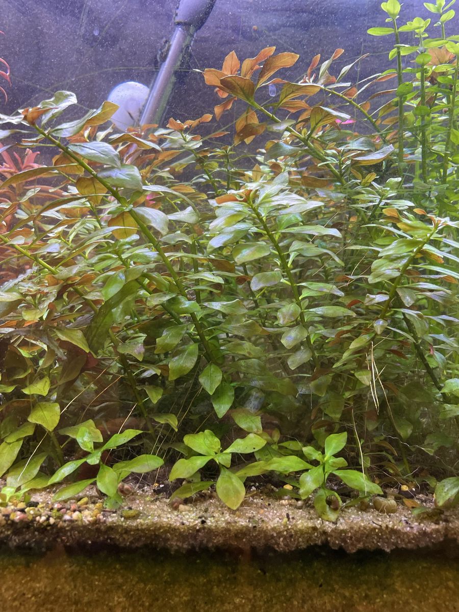 Easy aquarium plant - Ludwigia Repens