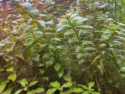 Easy aquarium plant - Ludwigia Repens