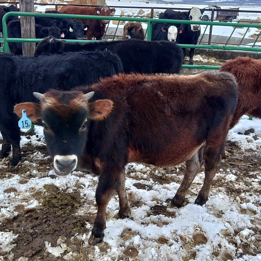 yearling jersey steer