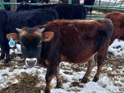 yearling jersey steer