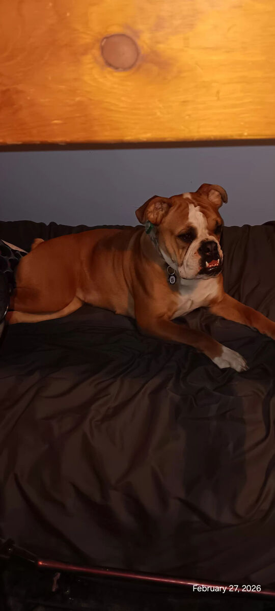 Hybrid bulldog first generation.