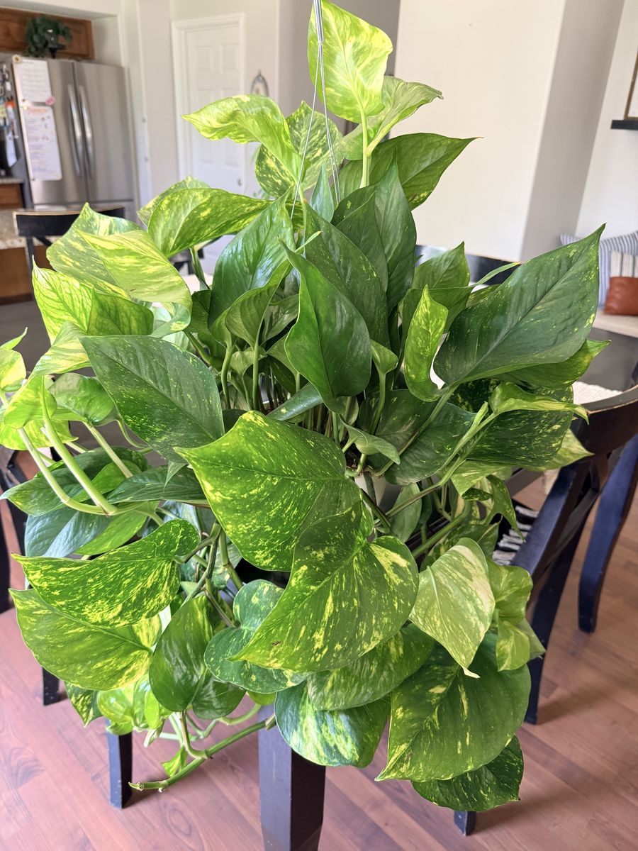 Lush Golden Pothos Hanging Houseplant in White Plastic Pot.  
