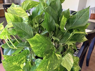 Lush Golden Pothos Hanging Houseplant in White Plastic Pot.