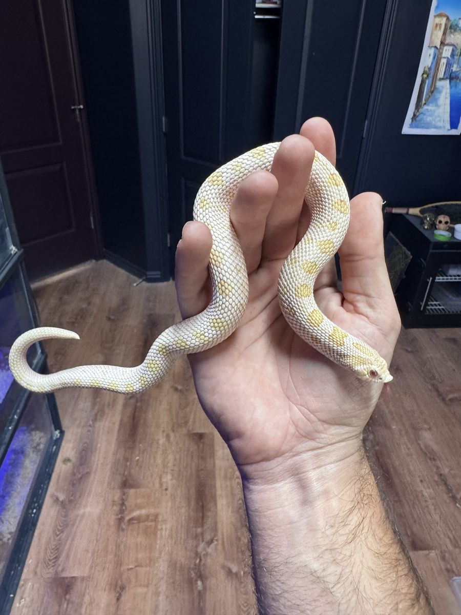 Western Hognose Collection
