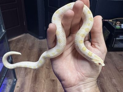 Western Hognose Collection