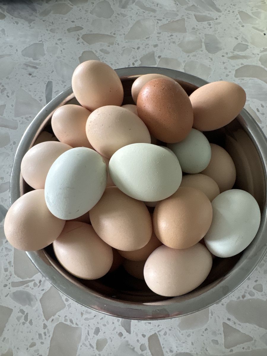 Fresh eggs