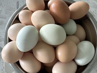 Fresh eggs