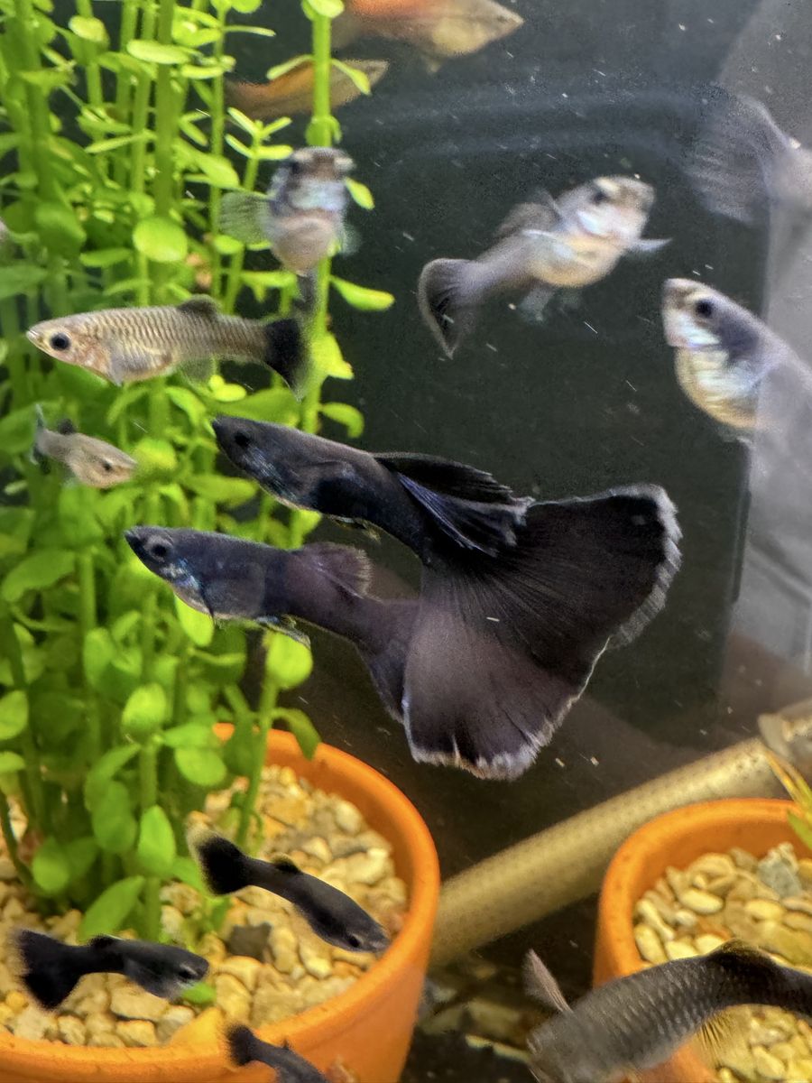 Assorted guppies for sale, black Moscow, Japan blue, mixed 