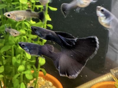 Assorted guppies for sale, black Moscow, Japan blue, mixed