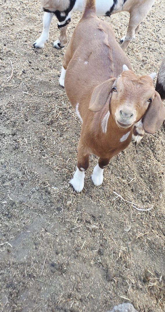 Brown and White Full Boer  Doeling Goat