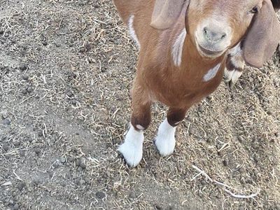 Brown and White Full Boer Doeling Goat