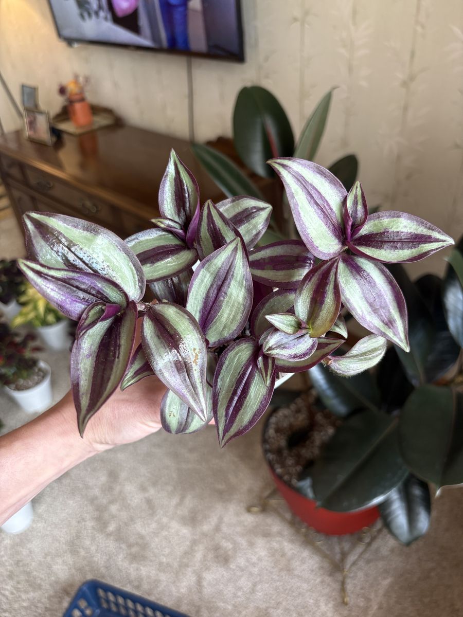 Tradescantia Zebrina Indoor Houseplant