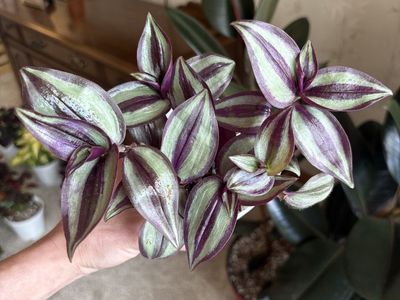 Tradescantia Zebrina Indoor Houseplant