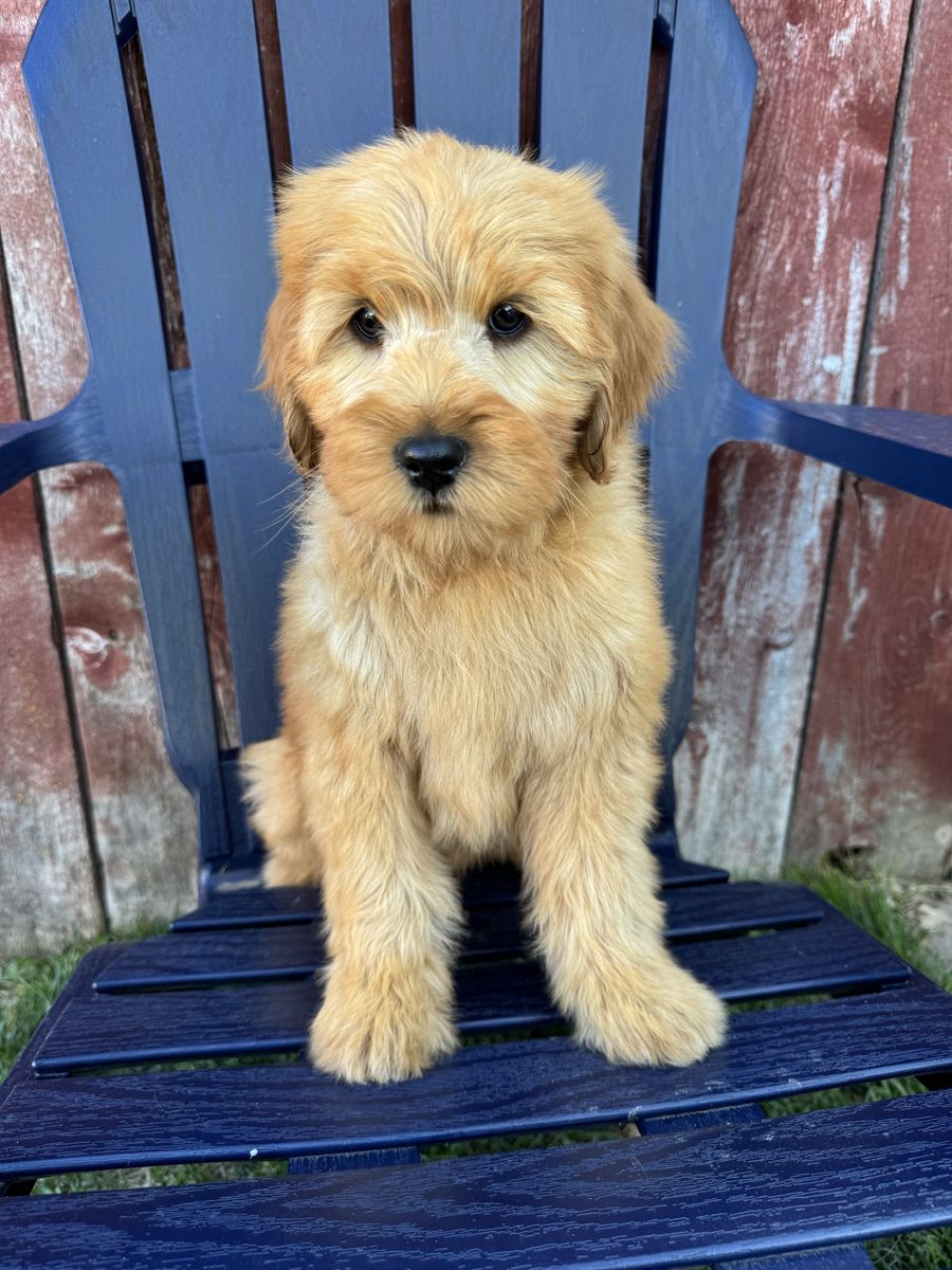 Mini Goldendoodles! Ready!