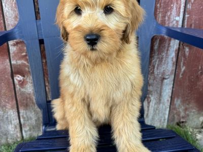 Mini Goldendoodles! Ready!
