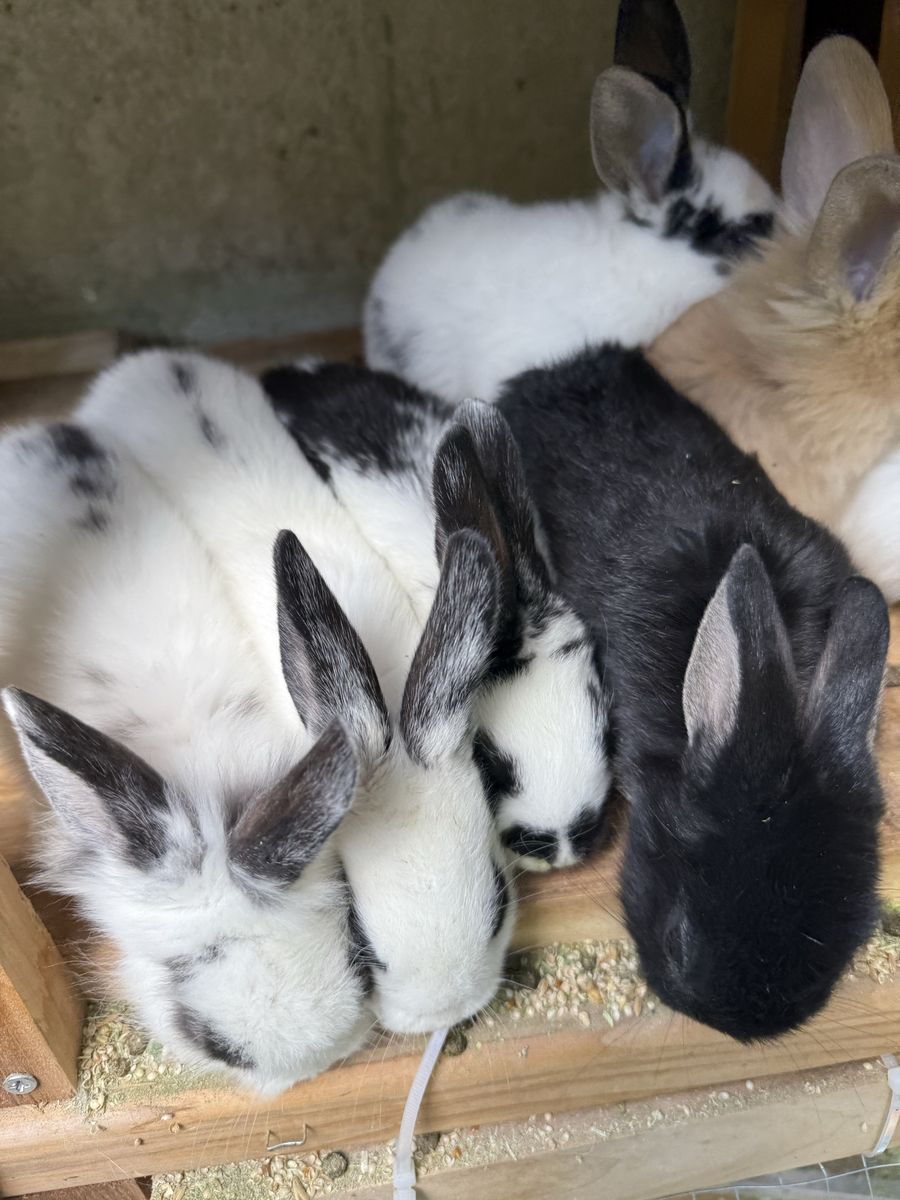 Adorable Young Rabbits - Various Colors, Ready for New Homes! Lionhead Rex mix 20.00