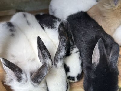 Adorable Young Rabbits - Various Colors, Ready for New Homes! Lionhead Rex mix 20.00