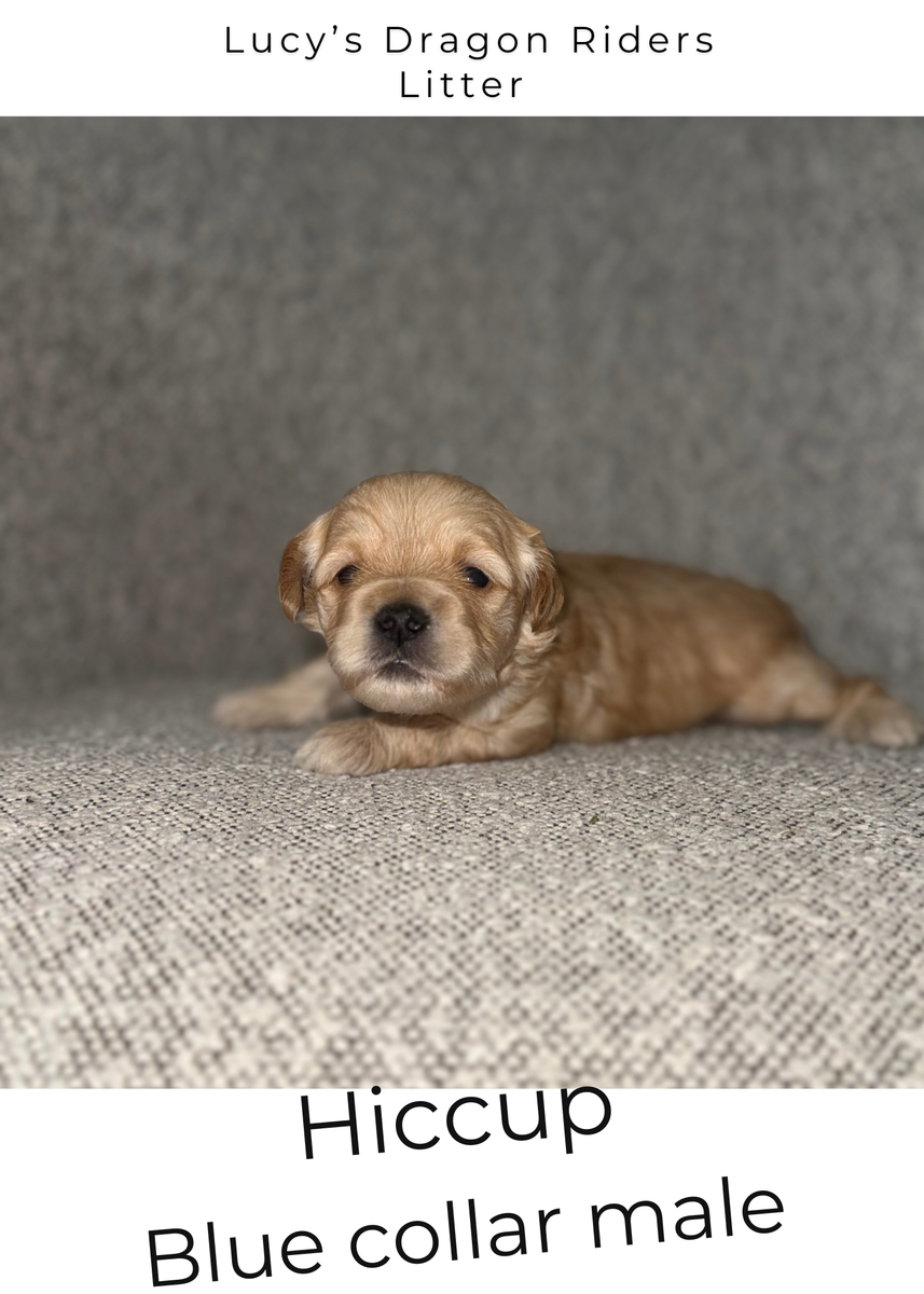 Micro Goldendoodle Puppies- 2 Male Spots Available