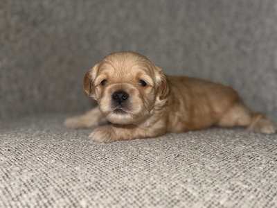 Micro Goldendoodle Puppies- 2 Male Spots Available