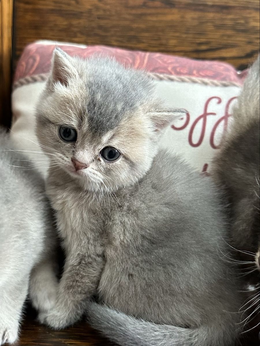 Registered TICA British Shorthair and two Scottish