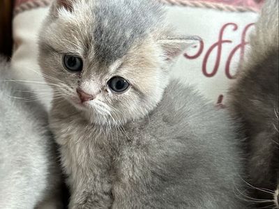 Registered TICA British Shorthair and two Scottish