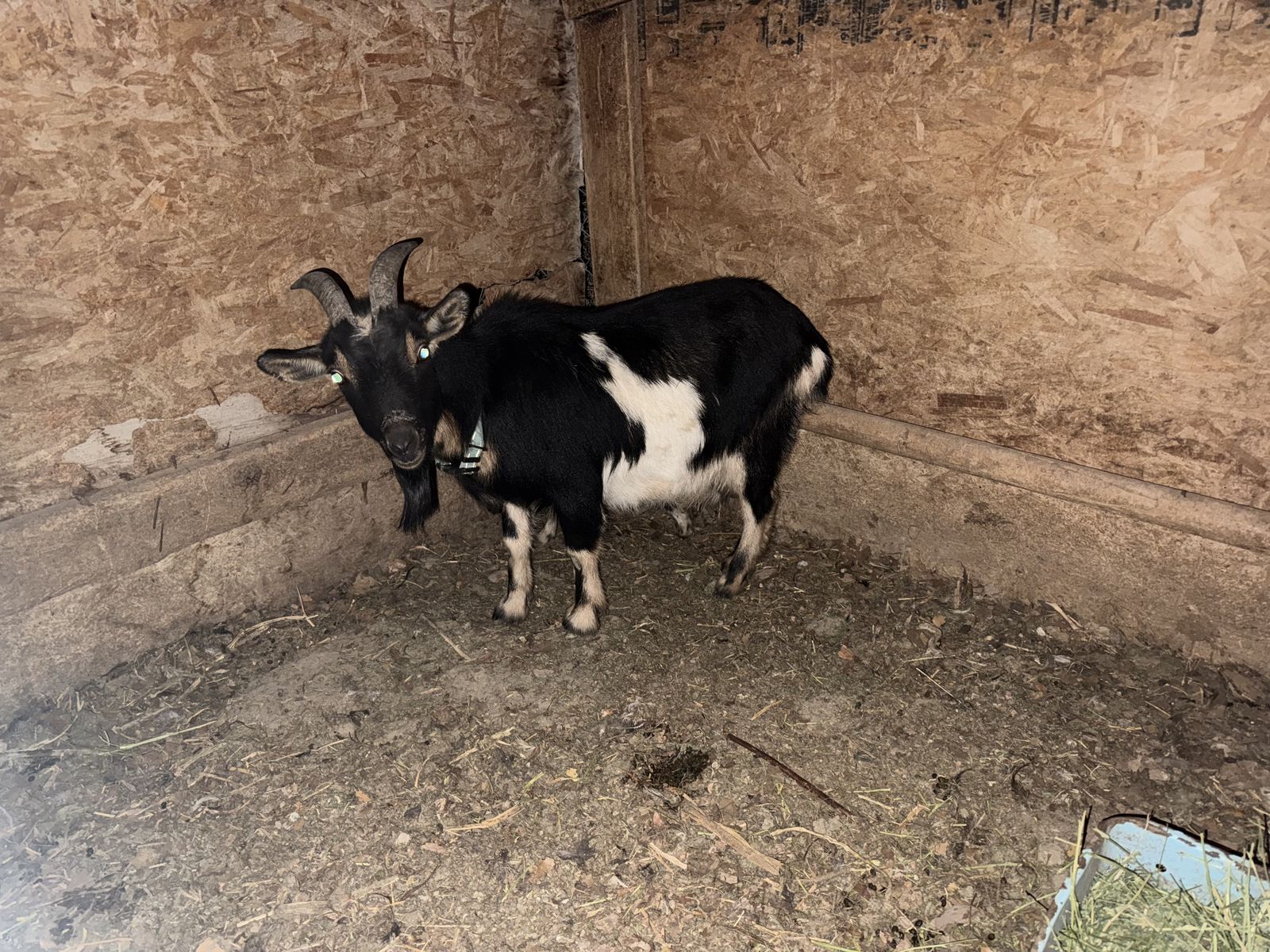 Pygmy Doe With a WeeK Old Doeling