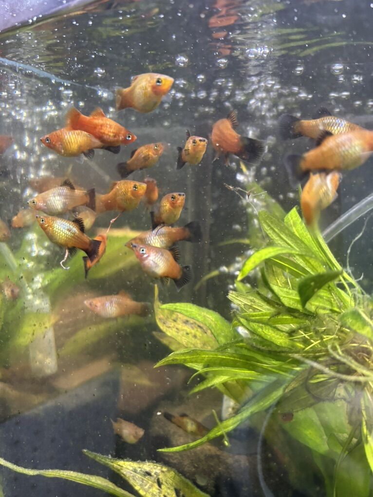 Fish - Orange platys