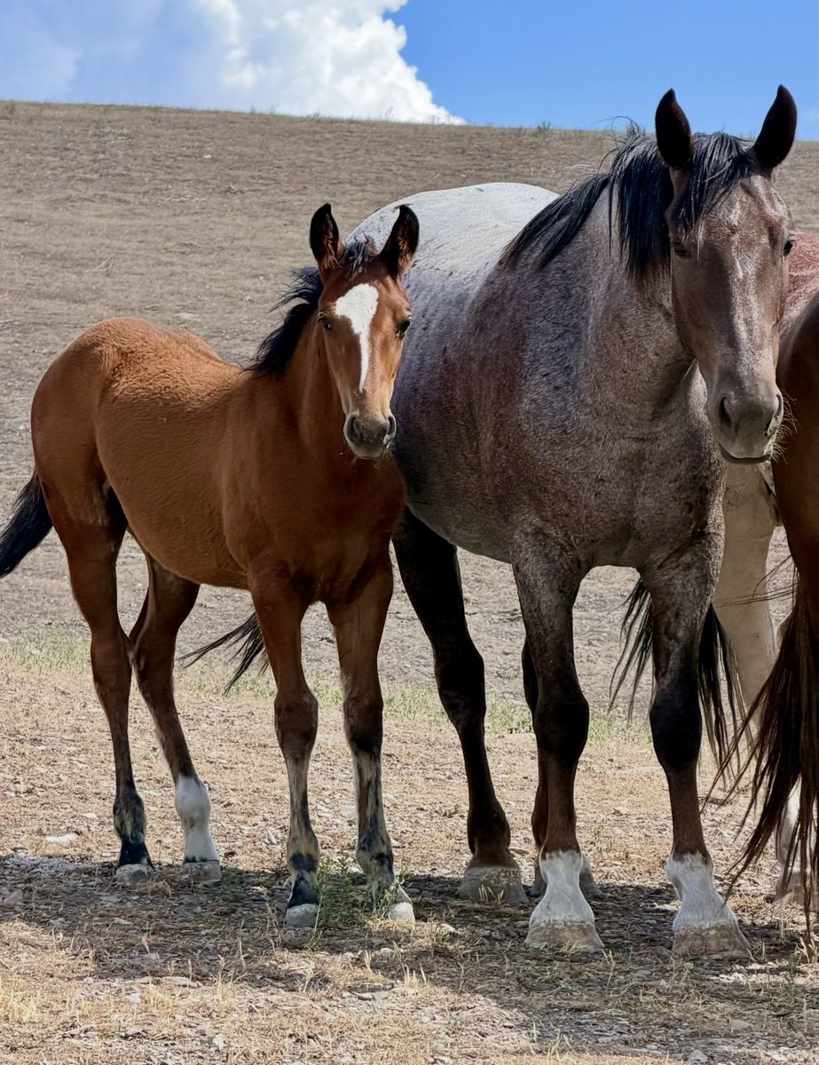 Big beautiful draft cross filly!