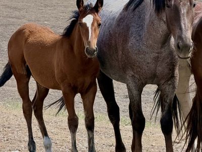 Big beautiful draft cross filly!