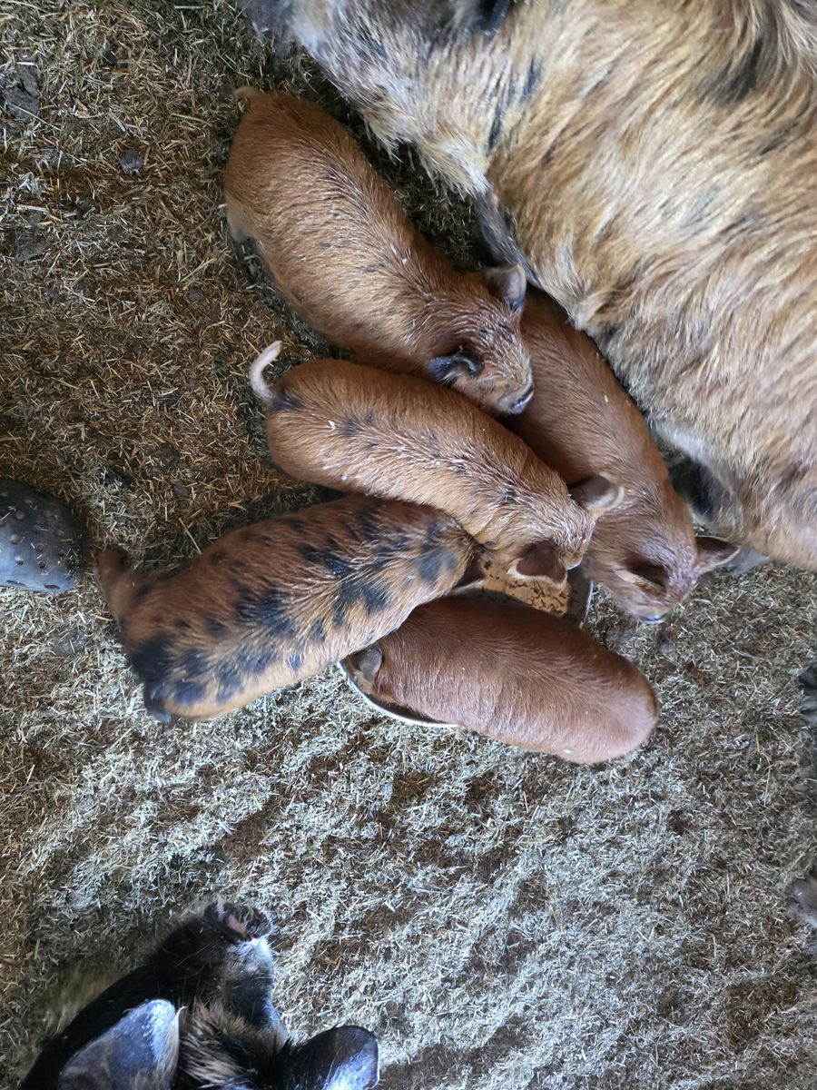 Kune Kune piglets