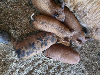 Kune Kune piglets