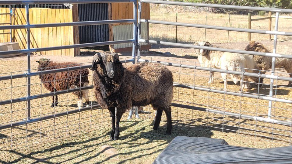 Navajo Churro Ram