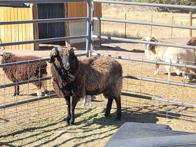Navajo Churro Ram