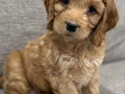 Adorable Cockapoo Puppies - Male