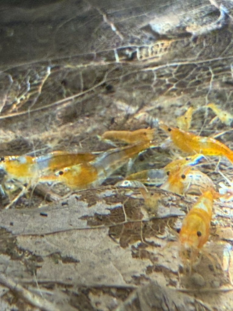 Orange Rili Cherry Neo Shrimp
