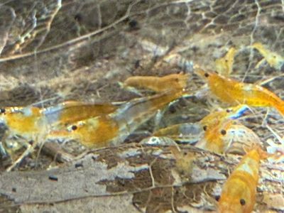 Orange Rili Cherry Neo Shrimp