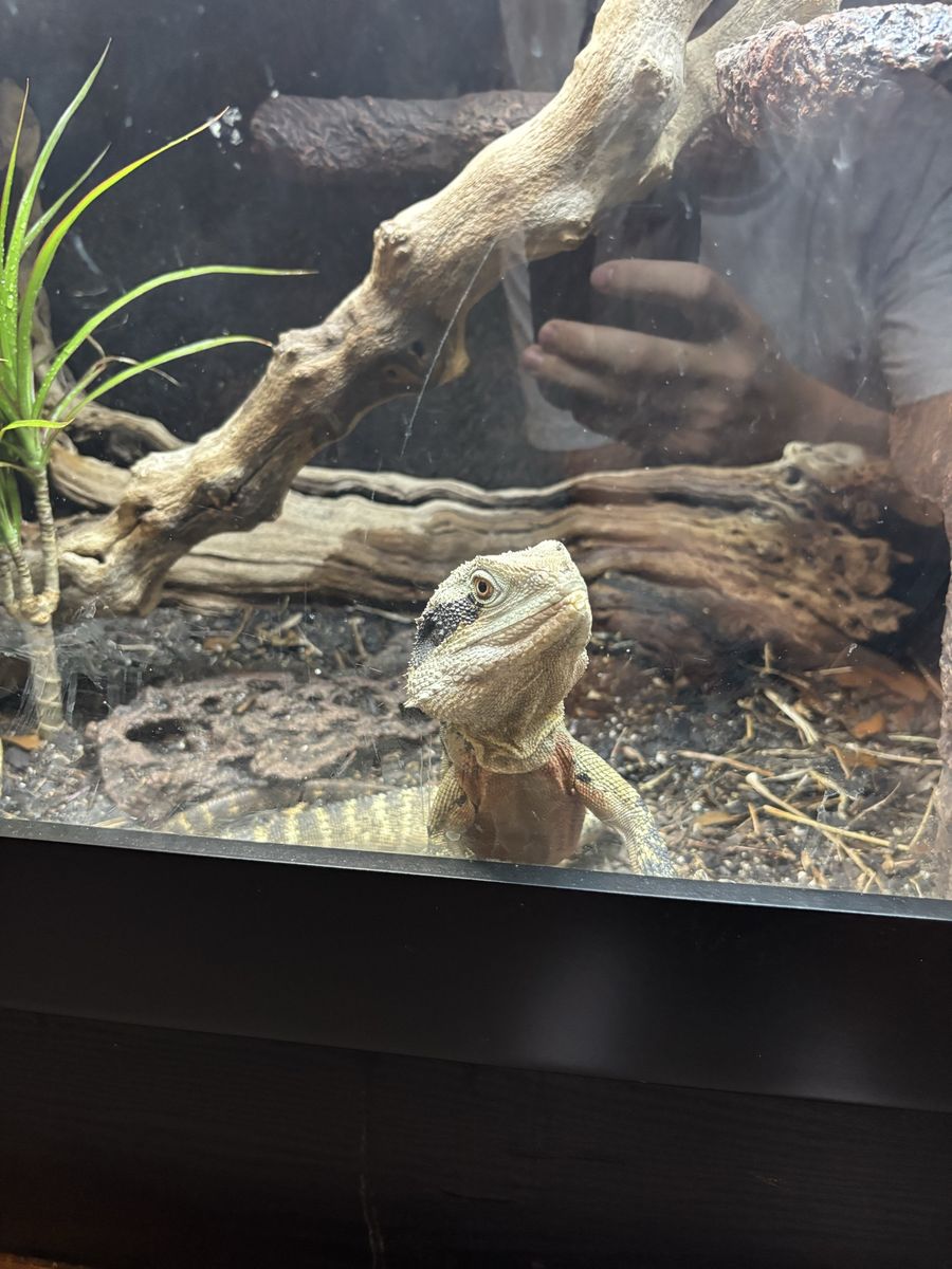 Semi adult australian water dragon W/ custom enclosure - OBO