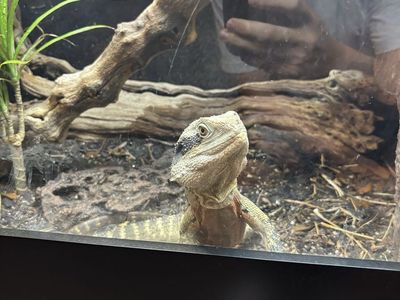 Semi adult australian water dragon W/ custom enclosure - OBO