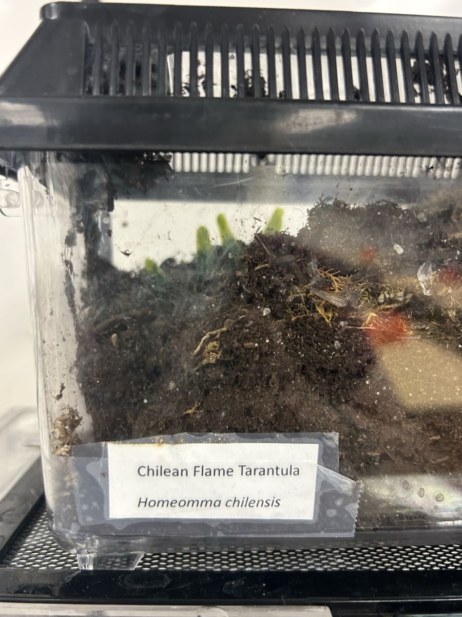 MM Homoeomma chilense tarantula