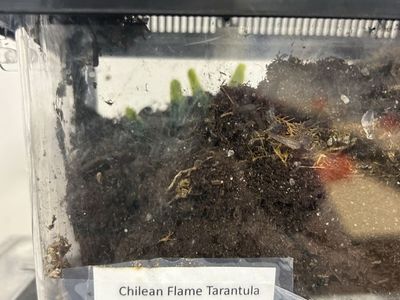 MM Homoeomma chilense tarantula