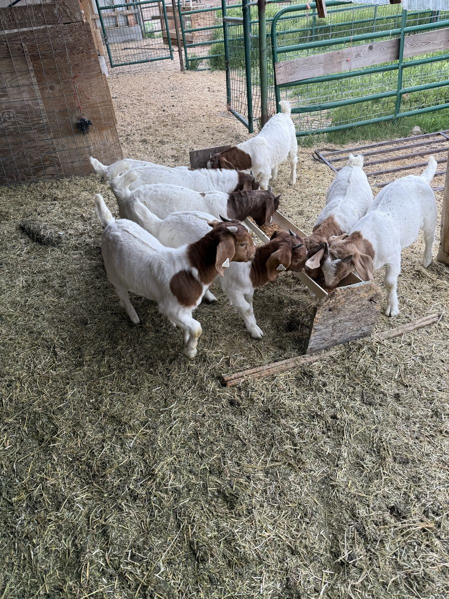 Bore Billy goat