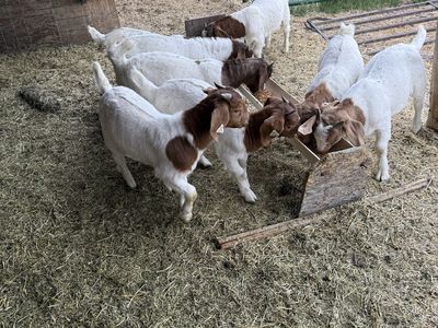 Bore Billy goat